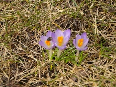 Springtime! Also Known as New England Bug Season